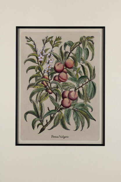 Framed Botanical, France Circa 1890
