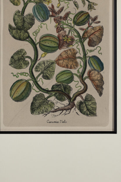 Framed Botanical, France Circa 1890