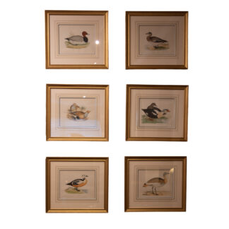 Set of Six Hand-Colored Waterfowl Engravings by Beverley Morris, English circa 1855
