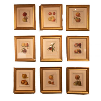 Set of Nine Fruit Chromolithographs by May Rivers, English circa 1892