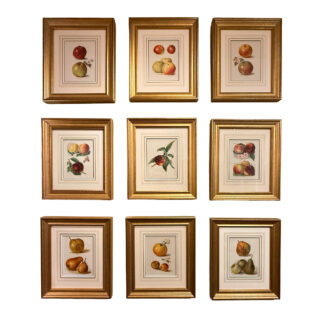 Set of Nine Fruit Chromolithographs by May Rivers, English circa 1892